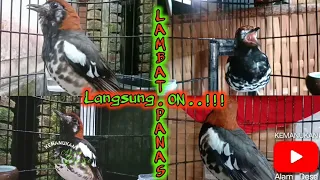 Download Suara Anis Kembang Ramai \u0026 Ribut, Pemancing Gairah Anis Kembang Lambat Panas MP3