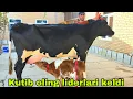 Download Lagu Buxoro arzonchisi Mizrobjon va Ashur akadan yangi sutni yomg'ir qiladiganlari keldi 16-Sentyabr 2025