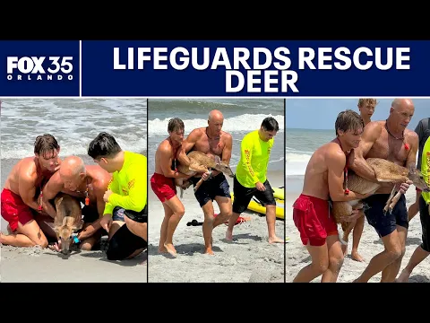 Florida lifeguards rescue deer struggling in ocean off Flagler Beach