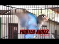 Download Lagu Baby Lovebird GACOR Paud Fighter Banget untuk pancingan Balibu belajar ngekek