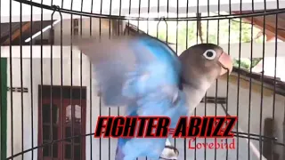 Download Baby Lovebird GACOR Paud Fighter Banget untuk pancingan Balibu belajar ngekek MP3
