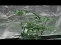 Sherb Money Blue Nerds Grow