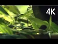 Download Lagu Hikaru Utada 「桜流し」Music Video(4K UPGRADE )