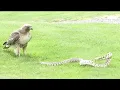 Eagle vs Snake