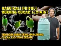 REVIEW BURUNG CUCAK IJO MINI, TAHUN BARU BURUNG BARU