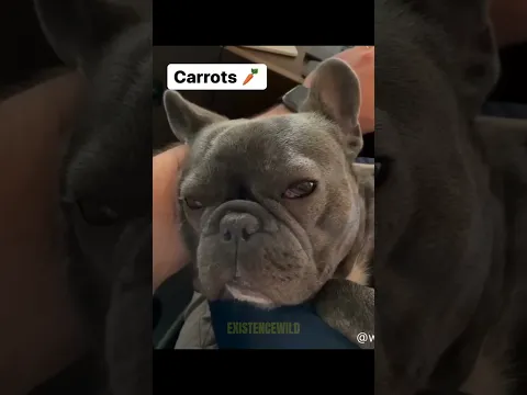 Try Not To Laugh These Dogs Will Break You #dogs #funnydogs #dogshorts