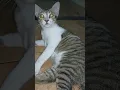 Download Lagu Ayayaya #cat #anakkucinglucuimutimut #catlover #anakkucinglucuimut #kucing