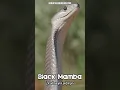 Download Lagu Discover the FASTEST Snake in the World, the Black Mamba!