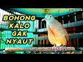 Download Lagu Pancingan perkutut bangkok gacor.