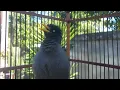 Lagu Pancingan dan MAsteran Burung jalak Kebo pastol - Suara Jalak Kebo gacor Eps 777