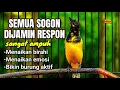 Lagu Semua sogon pasti nyaut‼️ Pancingan sogon agar emosi bunyi gacor