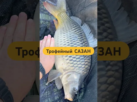🤯😱Дикий Сазан #флэтметод #сазан #сазаннафлэт #флэтфидер #рыбалканафидер #carpfishing