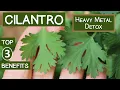 Cilantro Heavy Metal Detox Top 3 Reasons to Eat or Juice It