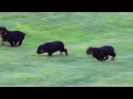 Rottweiler Puppies For Sale
