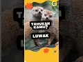 Download Lagu Gambar Luwak Lucu. Tahukah Kamu? #bali #kopiluwak #coffee #mongoose #animals #animalshorts