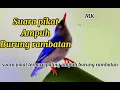 Download Lagu Suara pikat ampuh burung Rambatan