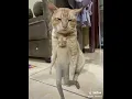 KUCING GOYANG DABOY🤣🤣| Pinxyull short video from tiktok