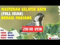 Download Lagu Masteran Gelatik Batu Full Isian Durasi Panjang