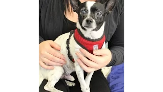 ADOPTED Marco a Chihuahua Rat Terrier mix at Muttville-adopted