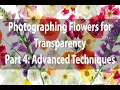Photographing Flowers for Transparency Part 4 Advanced Topics Harold Davis NEW