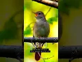 Download Lagu Burung bulbul bernyanyi || Lagu burung terbaik || #shorts #birds