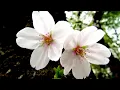 saraba namida to iou : sakura fall
