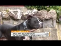 Michael Vick s Rehabilitated Dogs Find Homes