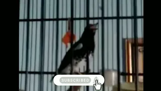 master punglor jali fuel isian kasar ngerol nyaris tanpa jeda