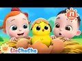 Lagu Little Chicks Song 🐤 | 1 HOUR of Farm Animal Songs | Kids Songs \u0026 Nursery Rhymes | LiaChaCha