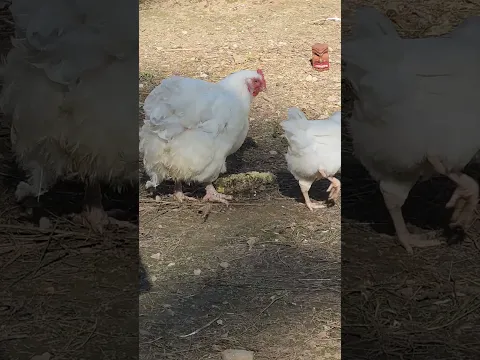 Corn Swing Lovin Chickens