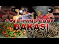 Download Lagu CATCH AND COOK BAKASI! - NAKALIGO SI BEBE! AHAHAH