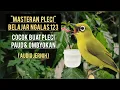 Masteran Pleci Belajar Ngalas 123 | Cocok Buat Pleci Paud \u0026 Ombyokan (Audio Jernih)