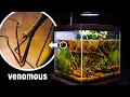 Download Lagu I Made a Nano Wetland Pond for Water Mantis