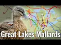 Mallard Movement in the Great Lakes What Duck Hunters Need To Know