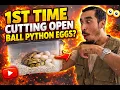 My FIRST Time Cutting Ball Python Eggs Did They Make It