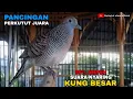 Download Lagu LOKAL ALAM GACOR MANGGUNG | AMPUH UNTUK TERAPI PERKUTUT MACET BUNYI/BAHAN OMBYOKAN 