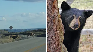 AROUND WYOMING Motorcycle Crashes Bear Encounter and Drought Conditions