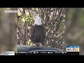 American Eagle Foundation follows up on missing Dollywood eagle sightings