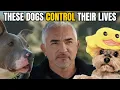 Download Lagu Ducky and Goliath - Better Human Better Dog - Season 1 - Episode 1