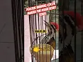 Download Lagu Pelatuk bawang cocoknya makan pur ayam sehat terus dan tetap gacor‼️jangkrik 3 harian aj
