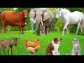 Download Lagu Cute Farm Animals: Sheep, Goat, Cow, Chicken, Rabbit, Pig, Duck, Buffalo, Dog, Parrot – Animal Video