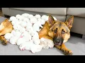 Download Lagu Most Unloved Dog Gives Birth - Then Doctors Realize They're NOT PUPPIES!