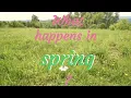 Download Lagu What happens in spring?
