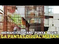 Download Lagu NGUTANG PUN TERJADI KALO GAK KUAT IMAN !! LIHAT BURUNG GACORAN DI PASAR BURUNG PRAMUKA