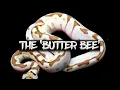 The Amazing Butter Bee Ball Python