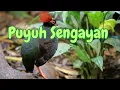 Download Lagu Simfoni Puyuh Sengayan: Suara Luar Biasa di Hutan  #birds #birdsong #birdspecies #birdsounds