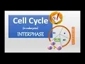 Cell cycle and Interphase