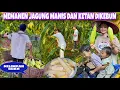 Download Lagu SAAT PANEN JAGUNG DIKEBUN MENDADAK HUJAN, HASIL PANEN MELIMPAH LANGSUNG DIREBUS DAN DI STOK