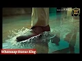 Download Lagu Simmba Movie Dialogue | whatsapp Status || Ranveer singh || Ajay Devgon||sara Ali khan||sonu sood
