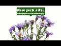 Download Lagu Lively, lie--New York aster